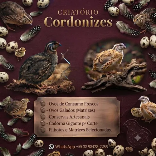 Codornas gigantes