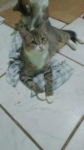 Gatinha castrada para adoção