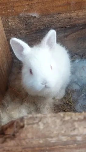 Coelho Anão Netherland Dwarf disponíveis