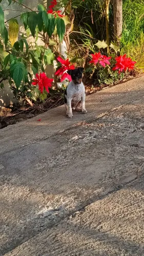 Fox paulistinha (fêmea e macho a pronta entrega)