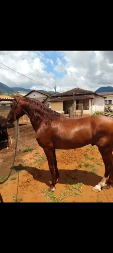 CAVALO GARANHÃO 7 ANOS
