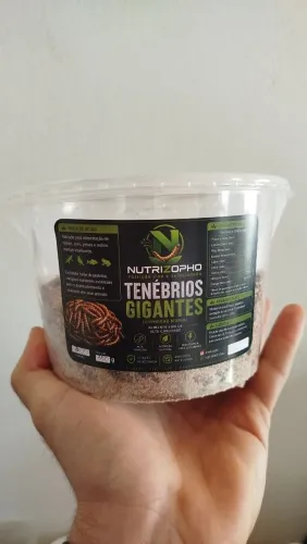 Tenébrio gigante