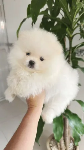 Spitz Alemão Anão!! Uma Lindo Macho Branco.