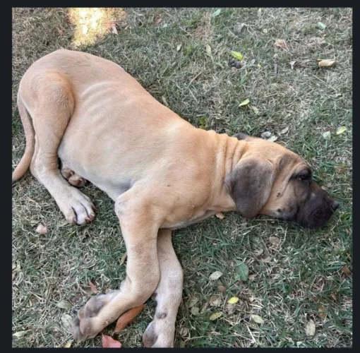 Filhote de Fila Brasileiro
