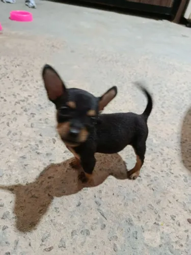 Pincher 