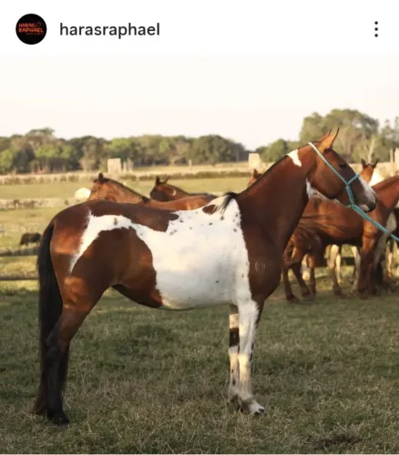 Mangalarga Marchador