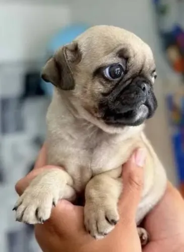 Pug Filhotes Atraentes e Carinhosos.