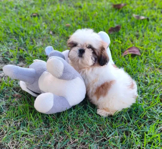 Shih Tzu Machinho disponível 