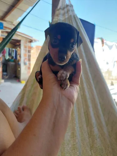 Vende-se um filhote de pinscher fêmia