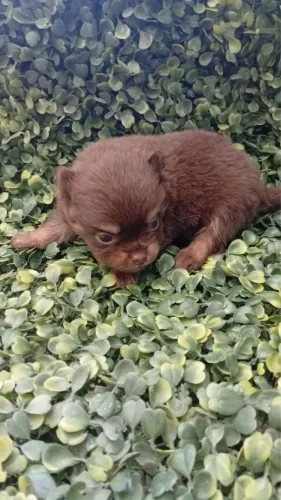 Spitz alemão anão com 50 dias fêmea vacinada 