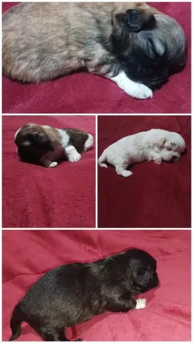 Filhotes de Shitzu