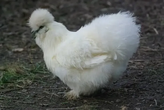 Procuro galinha sedosa 