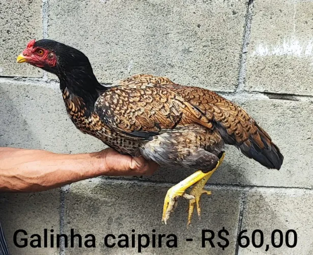 Galinha caipira