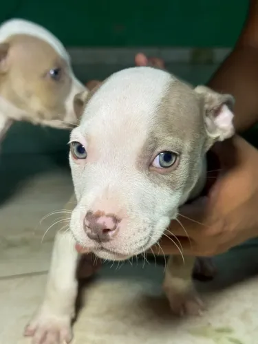 Filhote american bully 