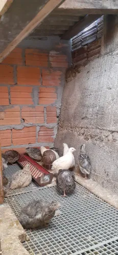 Codornas à venda