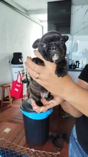 Filhote de Bulldog francês