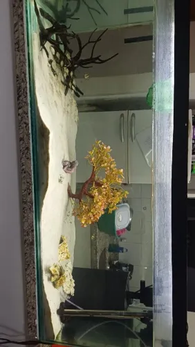 Aquario