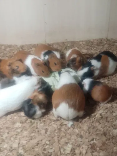 Vendo porquinho da india