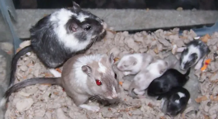 Vendo Gerbil filhotes