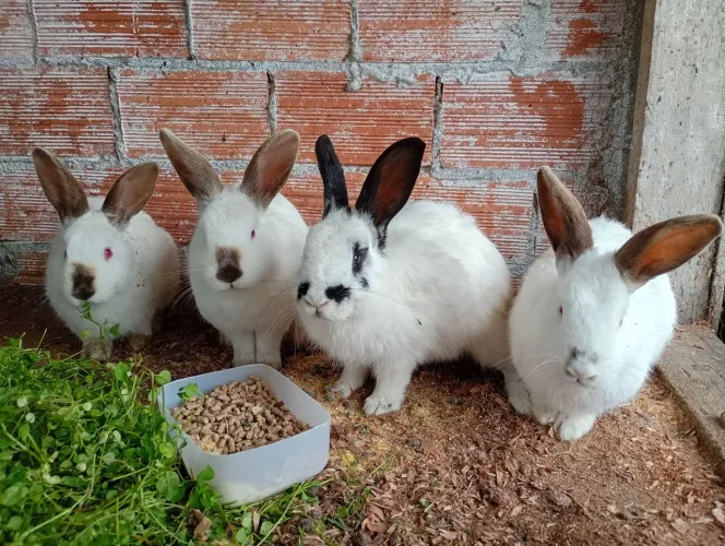 Venda de coelhos vivos/abatidos