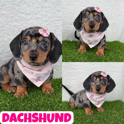 Linda Fêmea de Dachshund Arlequim c/ Microchipe + Garantia