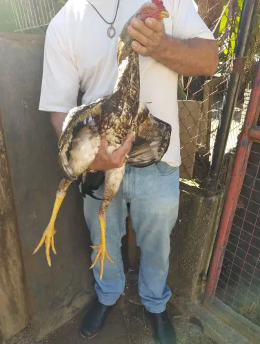 Frango índio gigante 7 meses$ 250,00