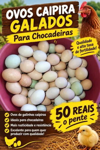 Ovos caipira pra chocadeira 