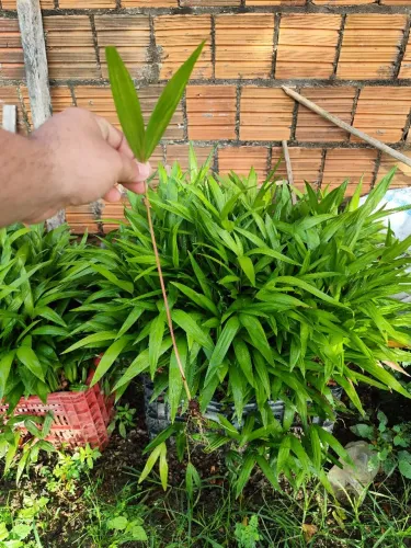 Muda de açaí direto do Pará