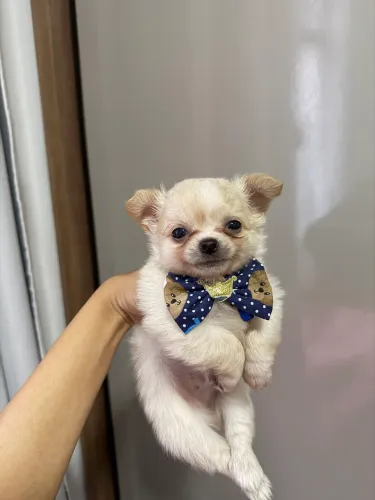 Macho de chihuahua pelo longo