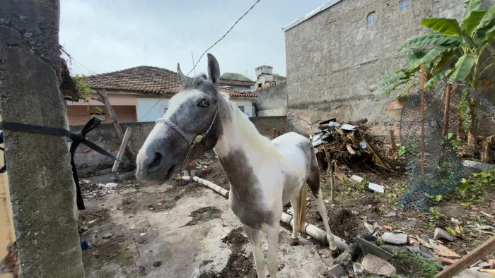 Cavalo manga larga 