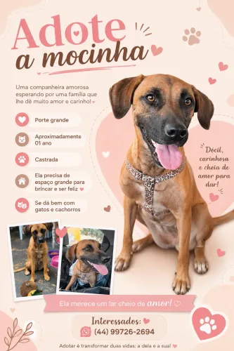 DOAÇÃO - CACHORRA