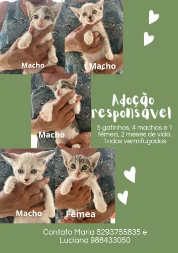 gatinhos lindos, adoação!!