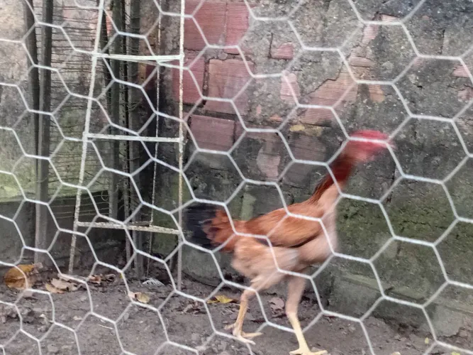 Galinha índio gigante