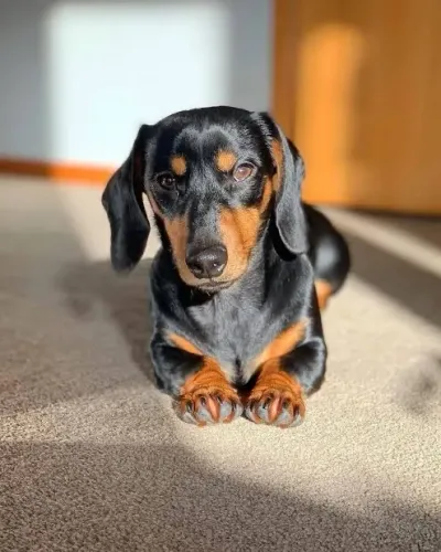 Cachorro salsicha preto 6 meses