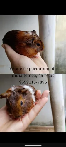 porquinhos da índia