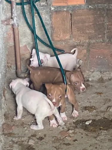 Filhotes de pitbull