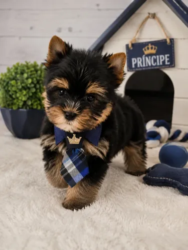Yorkshire mini macho vacinado!
