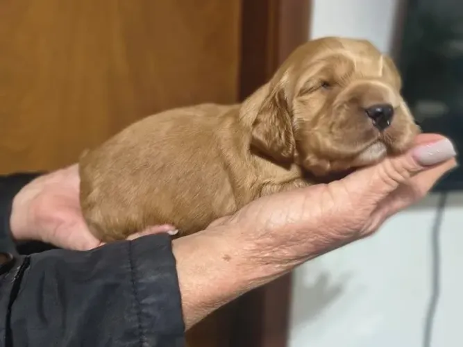 Lindos filhotes de Cocker Spaniel Inglês
