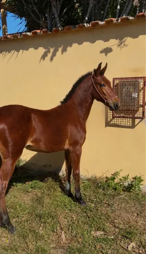 Cavalo 