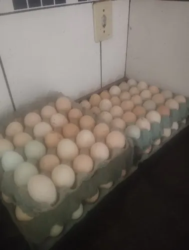 Ovos de galinha caipira pura com índio gigante mil flores e polacos temos pintinhos tbm