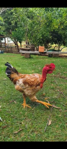 Frangos