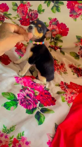 Pinscher fêmea N1