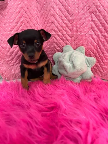 Pinscher 1