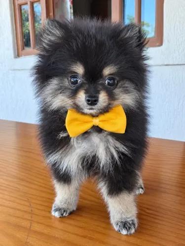 Lindos filhos de lulu da Pomerânia