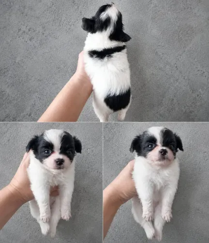 Chihuahua pelo longo
