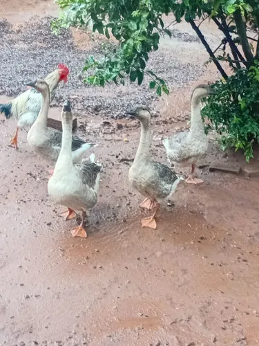 Casal de Ganso sinaleiro 