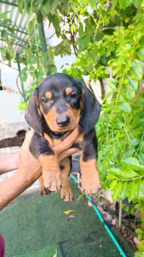 Lindos filhotes de dachschund excelente linhagem