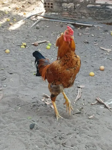 Galo caipira comum