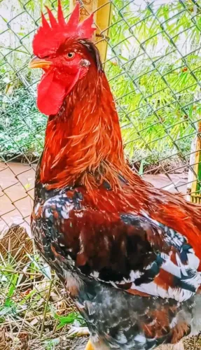 Galinha sertaneja balão