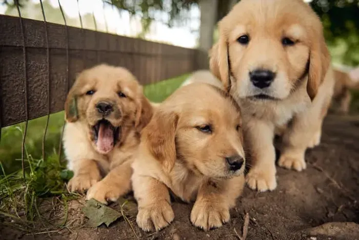 ? Golden Retriever Disponível | Filhotes Bem Cuidados